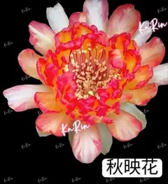 44-Anne 強香 新品種花サボテン エキノプシス属 花10−12cm カキコ