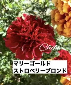 ❤️希少！マリーゴールドストロベリーブロンド 種１０➕５粒 【正規品】