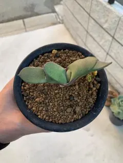 2026年最新】ガステリア 臥牛の人気アイテム - メルカリ