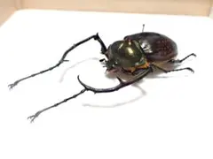 超希少 奇形 特大 バターレルテナガコガネ 標本 - メルカリ