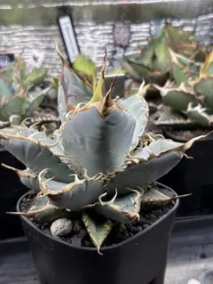 【特大株】アガベ　BB 親株　コレクション株 特大株】アガベ BB 親株 コレクション株 アガベ ブラック&ブルー