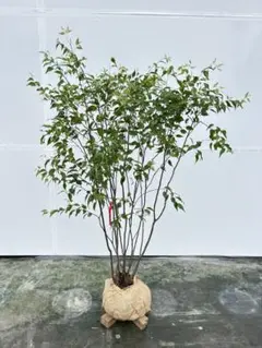 そよぐ常緑樹。。山採りハイノキ。 そよぐ常緑樹。。山採りハイノキ。 - メルカリ