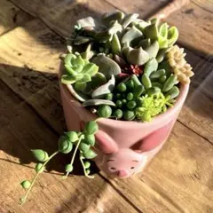 【20種類以上!】多肉植物 カット苗＆抜き苗 詰め合わせ セット ⑯