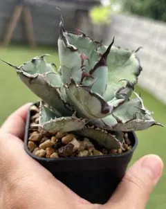 アガベ BB Agave Titanota 
