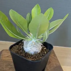 2025年最新】エニグマティクムの人気アイテム - メルカリ