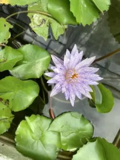 2026年最新】熱帯睡蓮の人気アイテム - メルカリ