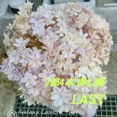 花苗】紫陽花 月うさぎ 5号 底面給水鉢 メルカリ便発送 島根県 - メルカリ