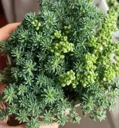 数量限定 多肉植物 細葉黄金万年草 根付き 抜き苗 - メルカリ