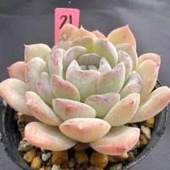 よっこ様 リクエスト 3点 まとめ商品