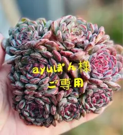 ayuぽん様 ご専用　リクエスト 4点 まとめ商品　速達発送