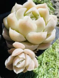 バジル28様 ご専用　值引100円　おまけ付き　リクエスト 3点 まとめ商品