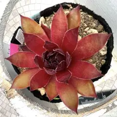 多肉植物 センペルビウム ストロベリーキウイ No.155【青】 - メルカリ