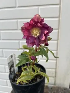 ナムナム様 リクエスト 2点 まとめ商品