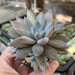 ドドシュカ様 リクエスト 2点 まとめ商品