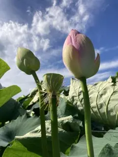 蓮の実 食用でも種でも^ ^ - メルカリ