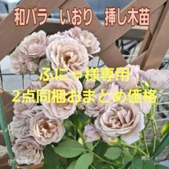 2026年最新】和バラ 苗いおりの人気アイテム - メルカリ