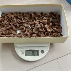 どんぐりの帽子　ハンドメイド素材