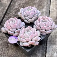 NEW❗️436多肉植物　多肉植物　グレース　抜き苗　寄せ植え　4苗セット❣️