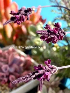 挿し木用 カット枝 （1本） コヘンルーダ 香り ハーブ 観葉植物 - メルカリ