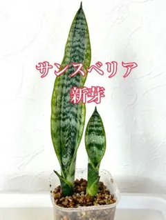산세베리아 벌꿀 2싹의 공기 정화 효과