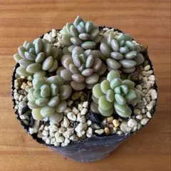 桜のしずく　微熱　抜き苗　多肉植物