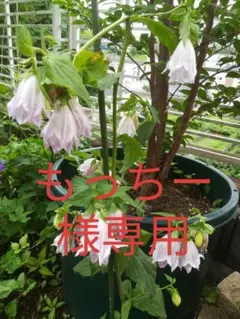 もっちー様専用3苗