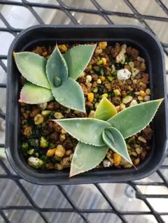 2025年最新】アガベ パリー トランカータの人気アイテム - メルカリ