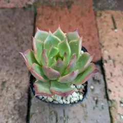 黒銀姫　ミックスベリア　おらいさん　多肉植物