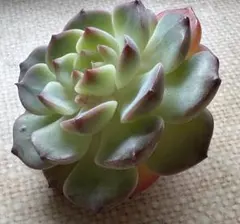 No.f1新品種　紫墨　エケベリア　多肉植物　撮影12月7日