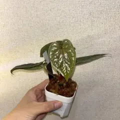 Anthurium AOS✖️RVDP斑入り - メルカリ