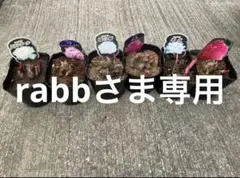 rabb様専用　　リクエスト 3点 まとめ商品