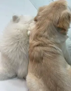 なみだ様　専用ページ