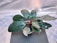 タ*ン様 Bucephalandra upper pearl midnight - メルカリ