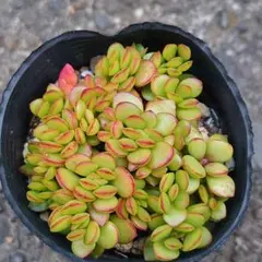 多肉植物♡可愛い紅稚児(^^)抜き苗 紅稚児 抜き苗 D - メルカリ