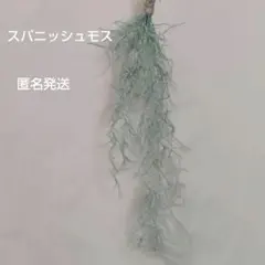 約20cm小束 細葉 サルオガセモドキ ウスネオイデス スパニッシュモスのサムネイル