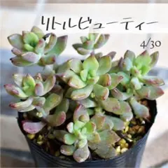 多肉植物【白花タイトゴメ】セダム ポットごと or 抜き苗 6㎝ポット