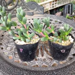 (速達)そらのママ様 リクエスト 2点 まとめ商品