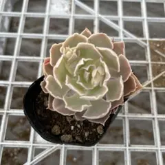 ・*.punchan‪‪‪.*¨̮・様 リクエスト 3点 まとめ商品