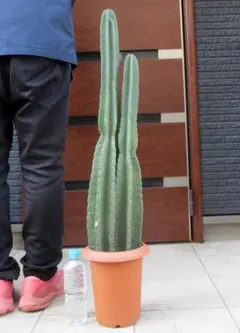 ren w様 リクエスト 2点 まとめ商品