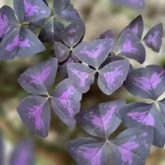 紫の舞　オキザリス　抜き苗　球根のサムネイル