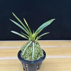 富貴蘭 紫姫 花付き - メルカリ