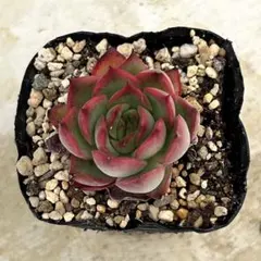 木染月　抜き苗　多肉植物　エケベリア　優木園さん