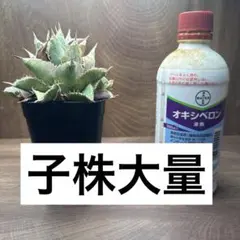 アガベチタノタ処分 アガベ金蟾 子株大量付き 群生 きんせん ブツブツ