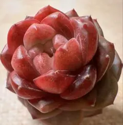 ミ*マ様 F1381 新入荷　紅熊獅　エケベリア　多肉植物　撮影4月16日