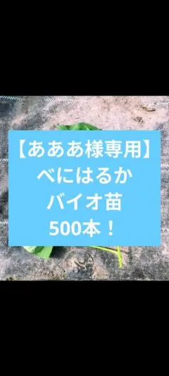 【あああ様専用】べにはるかバイオ苗500本！！