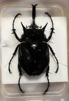良形 ジャワコーカサスオオカブト 標本 - メルカリ
