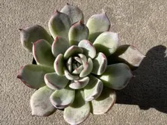 多肉植物 ミックスベリア 白銀姫 おらいさん 抜き苗