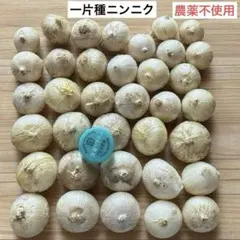 一片種ニンニク⑬丸ニンニク　農薬不使用のサムネイル