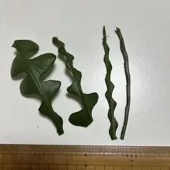 フィッシュボーンカクタス　カット苗のサムネイル