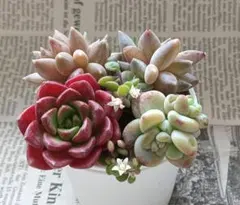 多肉植物★エケベリア　寄せ植えセット 土付きプラグ苗★多肉弁当